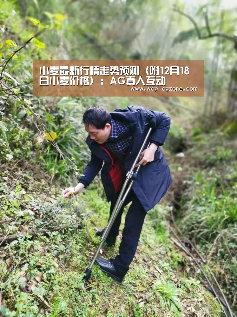 小麦最新行情走势预测(附12月18日小麦价格):AG真人互动(图3) ag真人APP